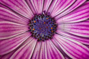 Gorgeous macro shot of a purple Cape marguerite: looks like a purple sun