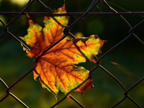 Friday 7 November 2025: A shiny new fence