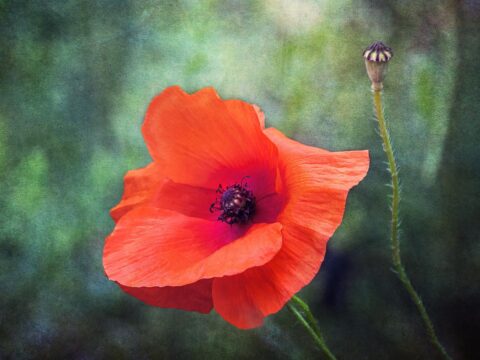 Tuesday 11 November 2025: Playing with images