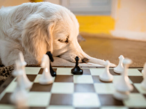 Golden retriever puppy lies near the chessboard and watches how animal owner plays a chess game with chess pieces.