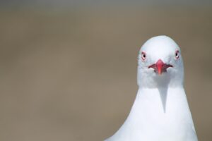 seagull looking gumpily at camera