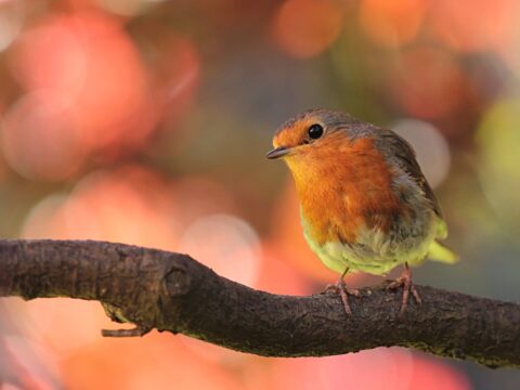 Wednesday 7 October 2026: Enjoying the birds